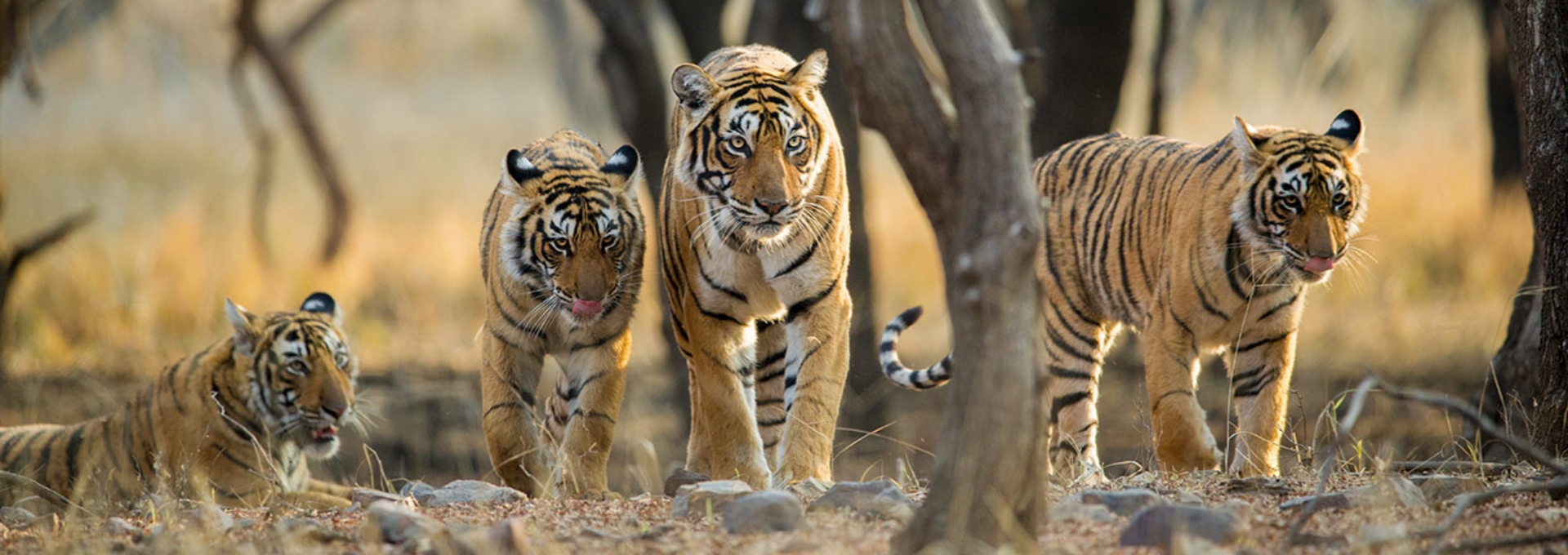 Rajasthan Wildlife Tour