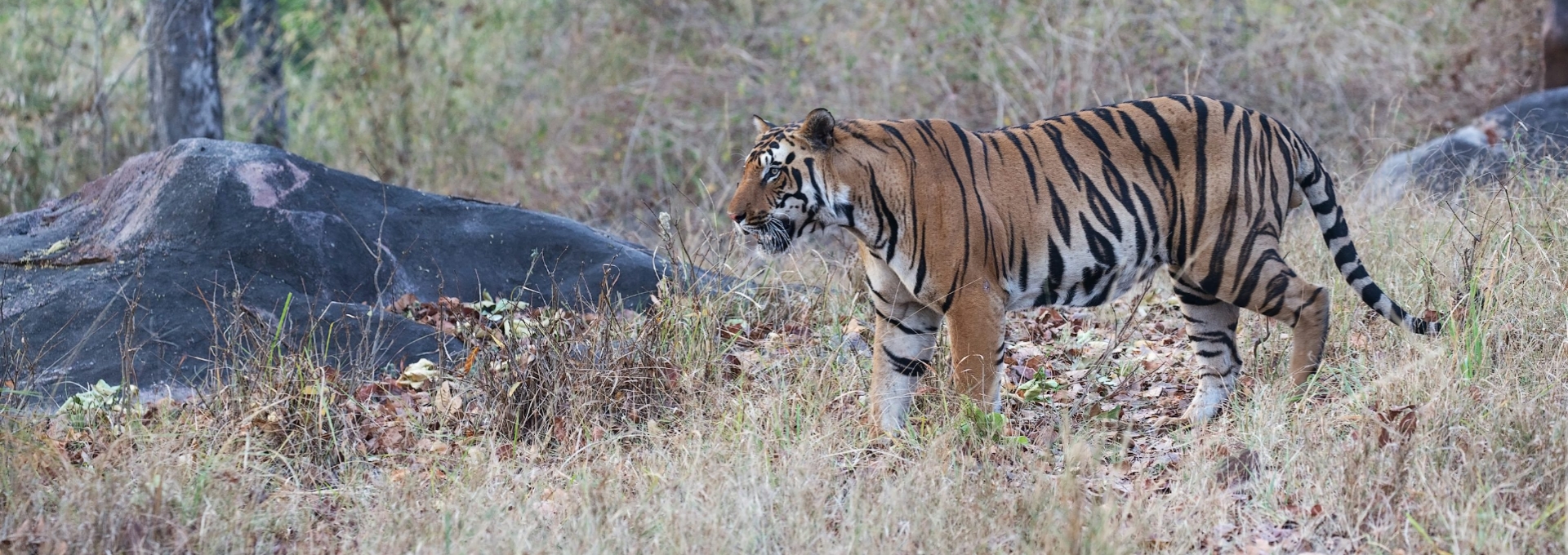 Golden Triangle Tour with Ranthambore