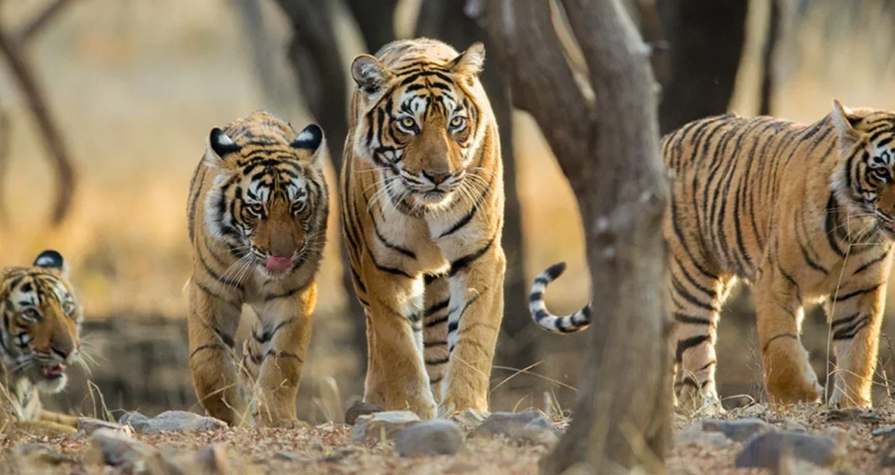 Ranthambore Tiger Safari