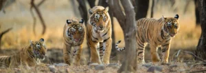 Ranthambore Tiger Safari