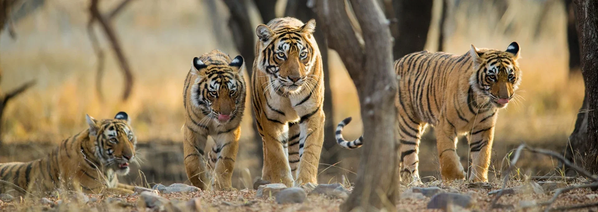 Rajasthan wildlife Safari Tour Package