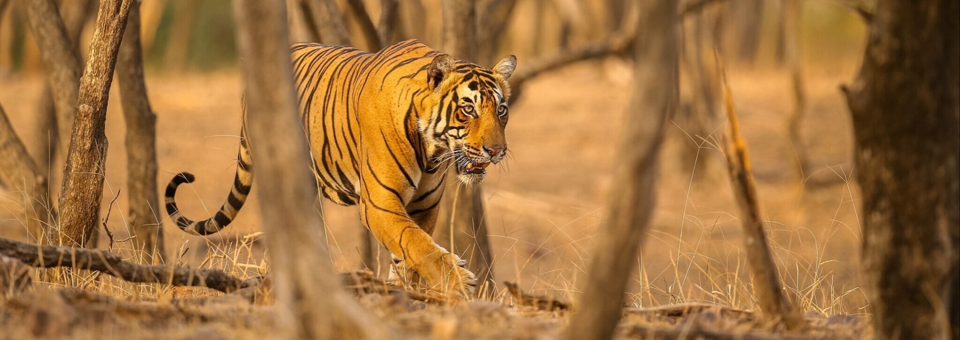 Jaipur to Ranthambore