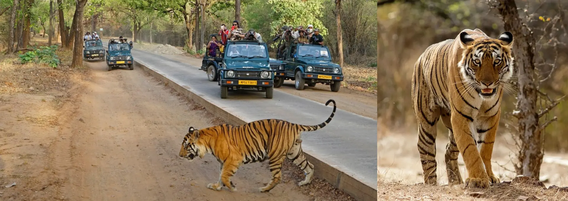 Jaipur And Ranthambore Tour Package