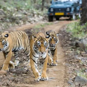 ranthambore