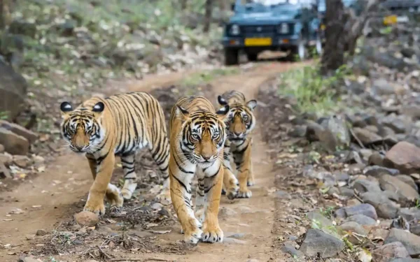 ranthambore