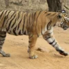 ranthambore-tiger-safari