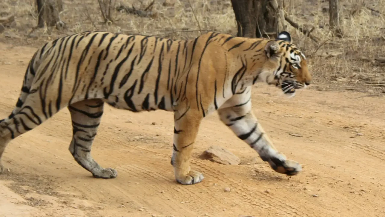 ranthambore-tiger-safari
