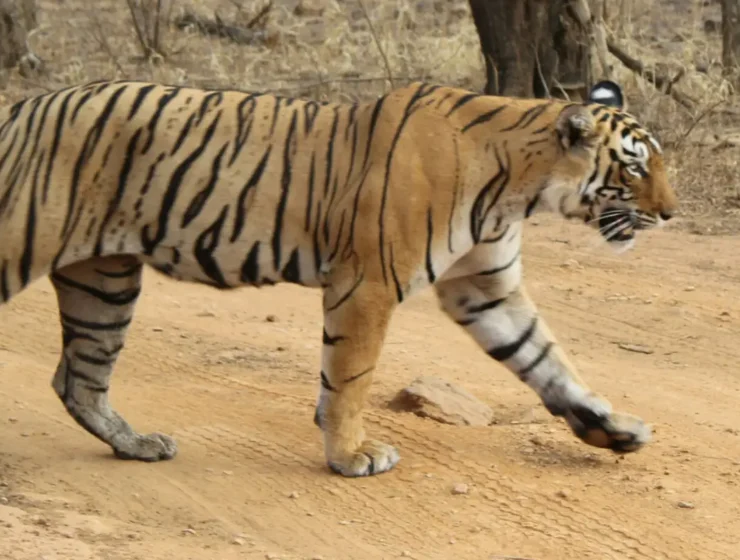 ranthambore-tiger-safari