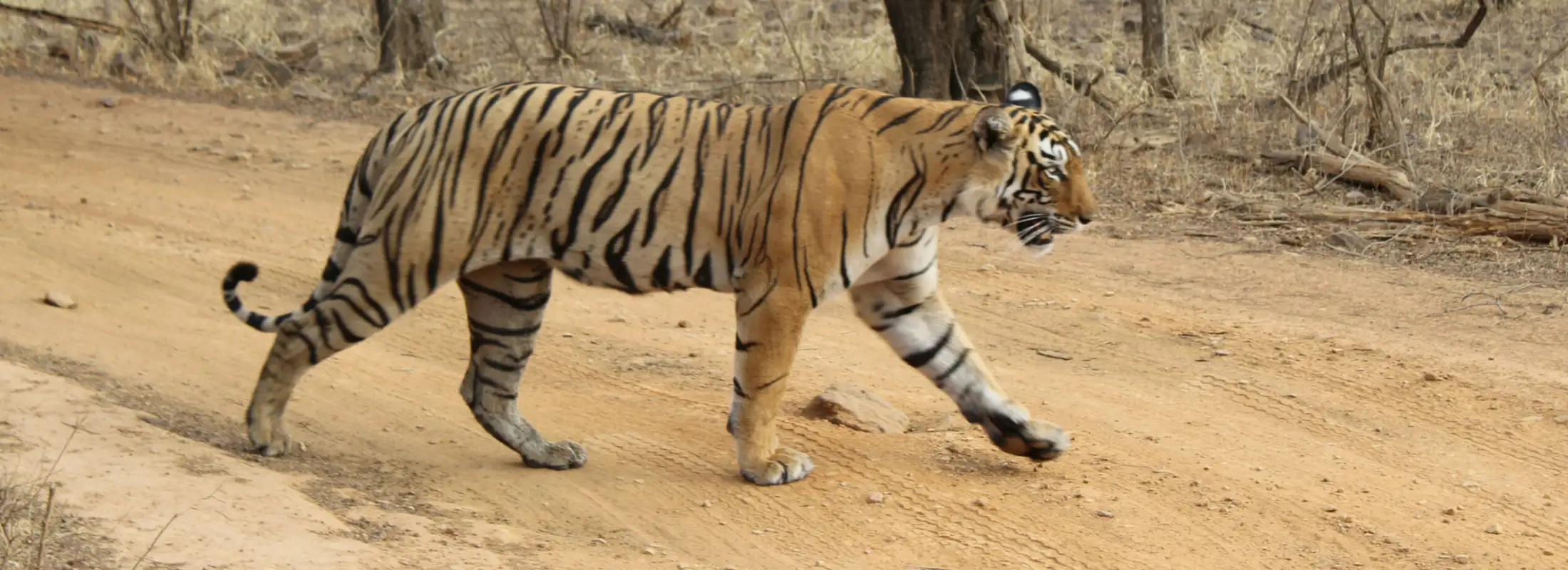 ranthambore-tiger-safari